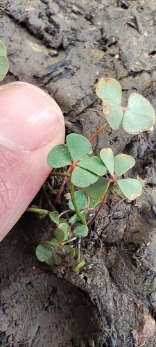 Marsilea strigosa, photograph 3