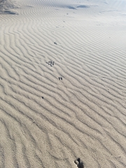 Odocoileus hemionus californicus