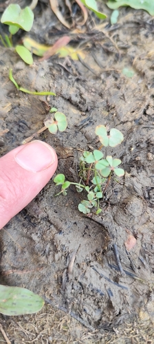 Marsilea strigosa, photograph 4