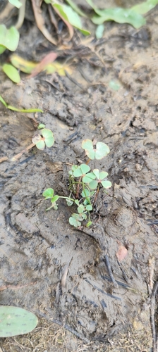 Marsilea strigosa, photograph 5