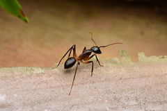 Camponotus confusus