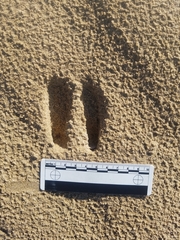 Odocoileus hemionus californicus