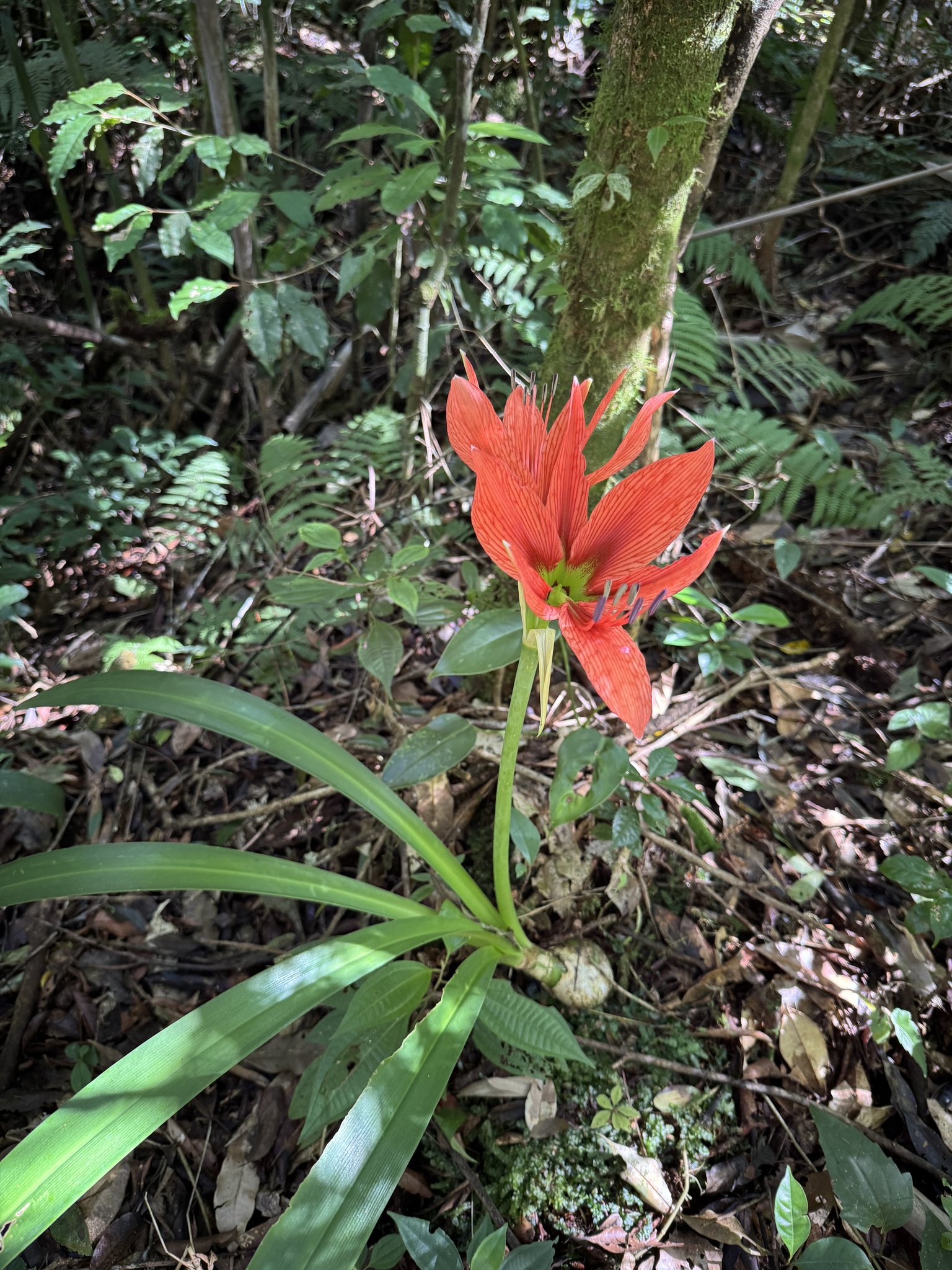 Christmas amaryllis