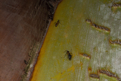 Camponotus confusus