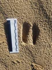 Odocoileus hemionus californicus