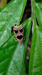 Deltoplastis commatopa