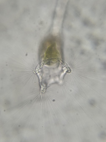 Collotheca ornata