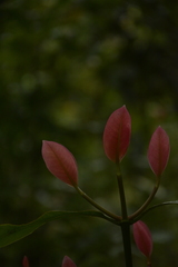 Garcinia gummi-gutta