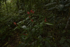 Garcinia gummi-gutta