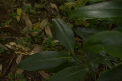 Garcinia gummi-gutta