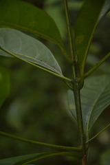 Beilschmiedia wightii