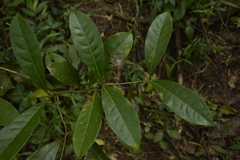 Beilschmiedia wightii