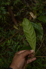 Beilschmiedia wightii