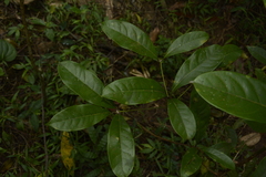 Beilschmiedia wightii