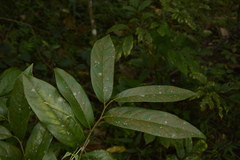 Diospyros paniculata