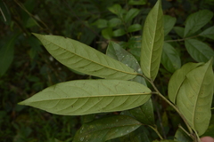 Diospyros paniculata