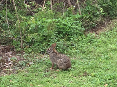 Sylvilagus aquaticus