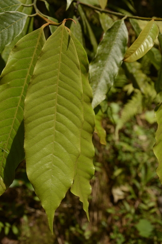 Image of Knema attenuata by (c) Siddarth Machado, some rights reserved (CC BY)