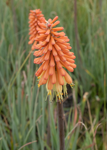 Kniphofia caulescens