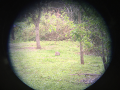 Sylvilagus aquaticus