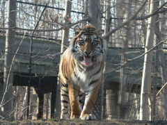 Panthera tigris