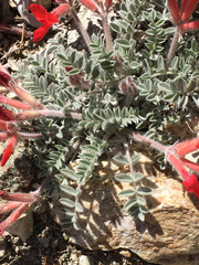 Astragalus coccineus