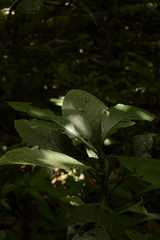 Strobilanthes barbatus