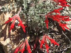 Astragalus coccineus