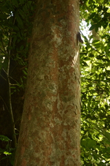 Margaritaria indica