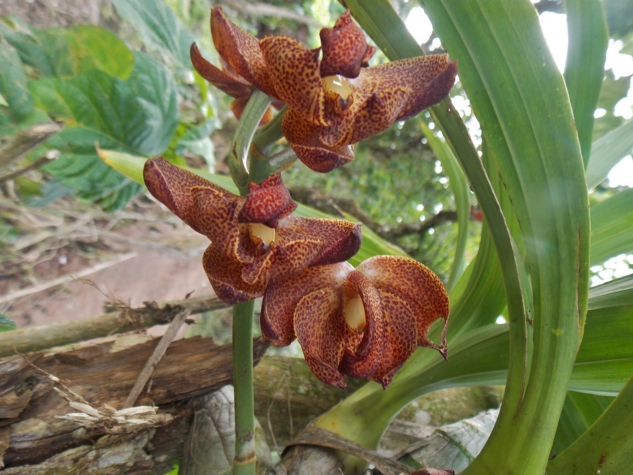 Mormodes aromatica