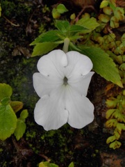 Achimenes longiflora