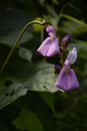 Wonderbean (Canavalia ensiformis)