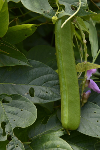 Canavalia ensiformis, photograph 3
