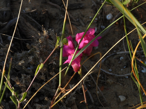 Antirrhinum cirrhigerum, photograph 5