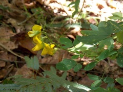 Crotalaria longirostrata