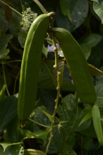Image of Wonderbean (Canavalia ensiformis) by (c) Siddarth Machado, some rights reserved (CC BY)