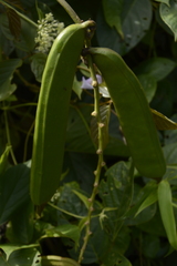 Canavalia ensiformis