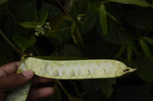 Image of Wonderbean (Canavalia ensiformis) by (c) Siddarth Machado, some rights reserved (CC BY)