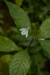 Ecbolium ligustrinum