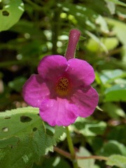 Achimenes