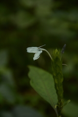 Ecbolium ligustrinum