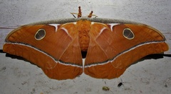 Antheraea godmani