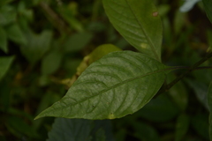 Ecbolium ligustrinum