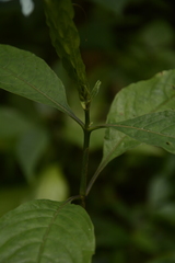 Ecbolium ligustrinum