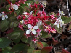 Heterocentron muricatum