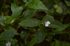 Impatiens minor