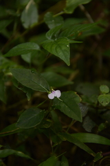 Impatiens minor