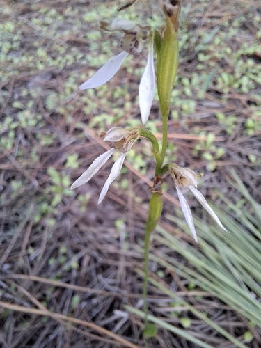 white bunny orchid