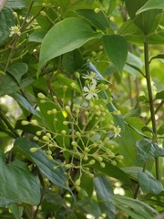 Clematis acapulcensis