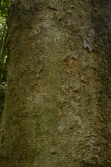 Dysoxylum
